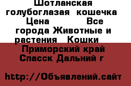 Шотланская голубоглазая  кошечка › Цена ­ 5 000 - Все города Животные и растения » Кошки   . Приморский край,Спасск-Дальний г.